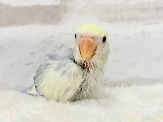 美しの色味♡わた毛コザっちょ🐣☁️コザクラインコ(バイオレットオパーリンパイド) ヒナ コザクラインコ(小桜インコ)