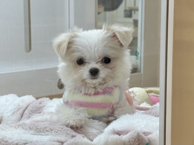超ホヤホヤ最新画像✨たくさんペロペロするけど許してねっ♥チワマルちゃん! チワマル(マルチワ)