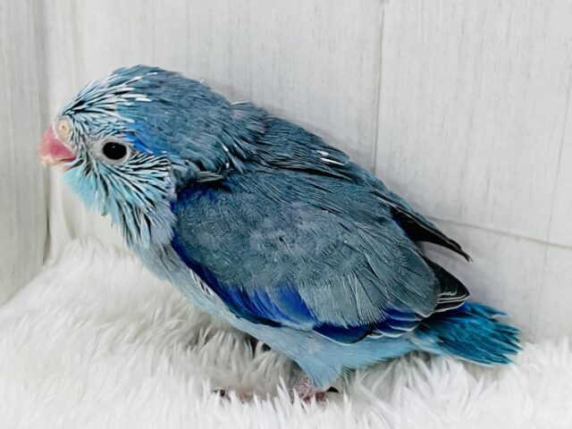 マメルリハ