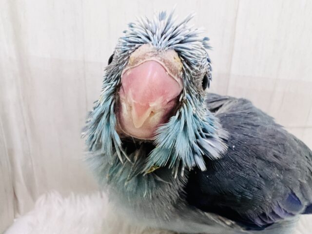 マメルリハ