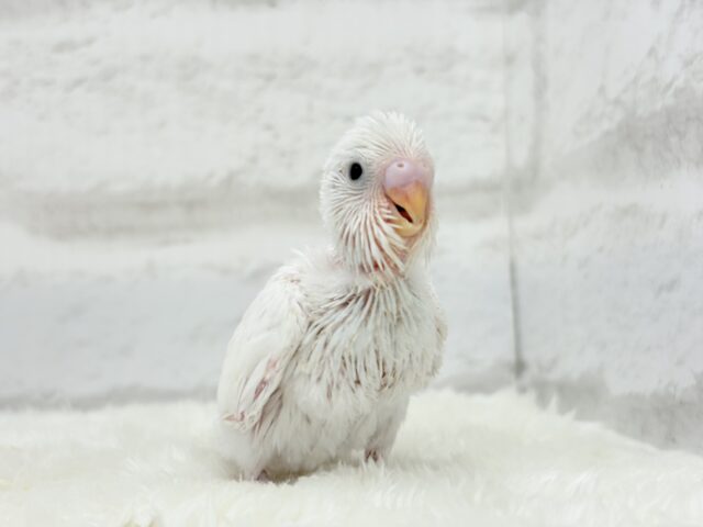 元気いっぱい☆雪ん子ちゃん🐣❅*॰ॱセキセイインコ(ダブルファクター) ヒナ セキセイインコ