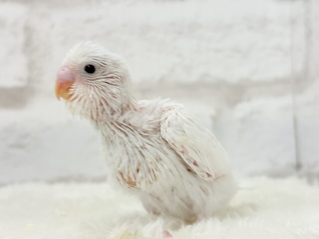 元気いっぱい☆雪ん子ちゃん🐣❅*॰ॱセキセイインコ(ダブルファクター) ヒナ セキセイインコ
