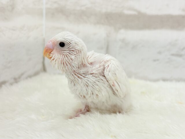 元気いっぱい☆雪ん子ちゃん🐣❅*॰ॱセキセイインコ(ダブルファクター) ヒナ セキセイインコ