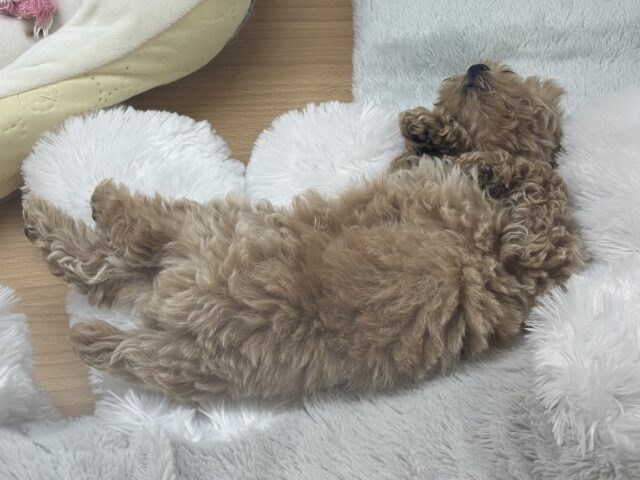 トイプードル