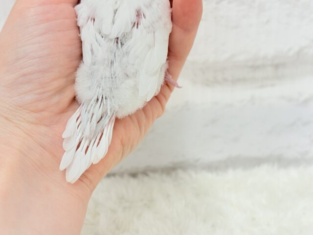 元気いっぱい☆雪ん子ちゃん🐣❅*॰ॱセキセイインコ(ダブルファクター) ヒナ セキセイインコ