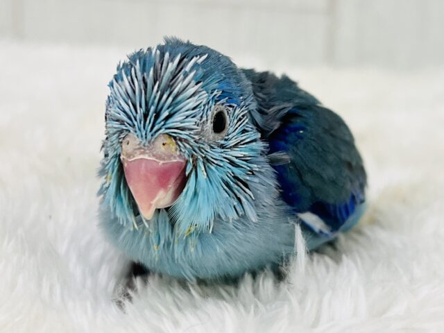 マメルリハ