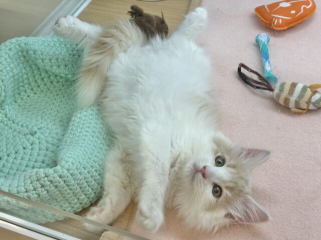 サイベリアン