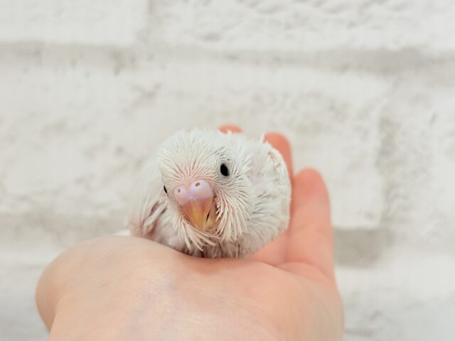 元気いっぱい☆雪ん子ちゃん🐣❅*॰ॱセキセイインコ(ダブルファクター) ヒナ セキセイインコ