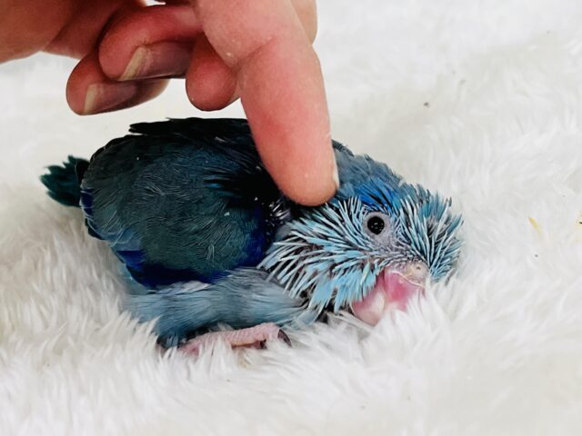 ガオーとマメザウルス⁈瑠璃色💙濃くて綺麗なマメルリハのブルー! マメルリハ