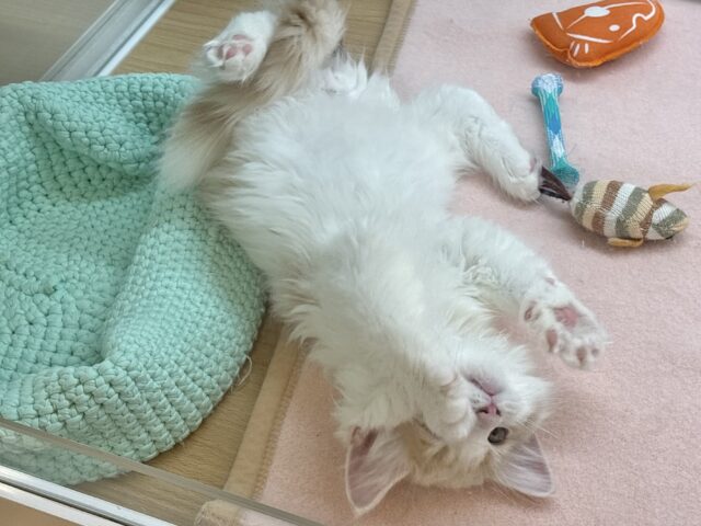 サイベリアン