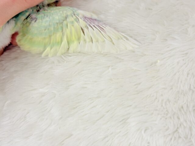 しゅわふわっ🫧わたあめ付きのメロンソーダ🐣🧃セキセイインコ(パステルカラーレインボー) ヒナ セキセイインコ
