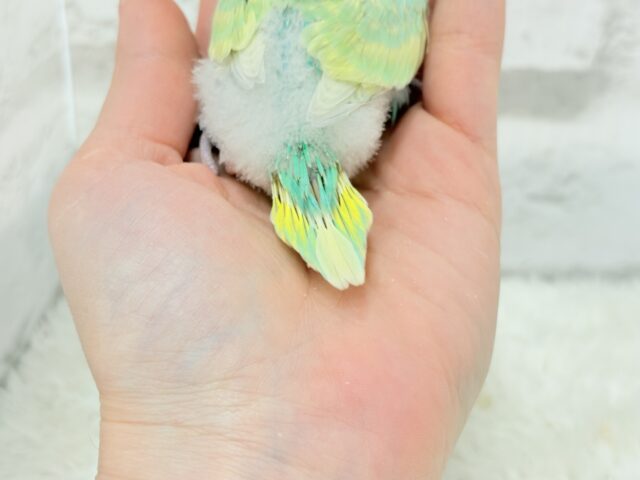 しゅわふわっ🫧わたあめ付きのメロンソーダ🐣🧃セキセイインコ(パステルカラーレインボー) ヒナ セキセイインコ