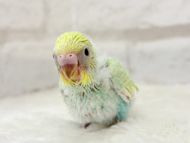 しゅわふわっ🫧わたあめ付きのメロンソーダ🐣🧃セキセイインコ(パステルカラーレインボー) ヒナ セキセイインコ