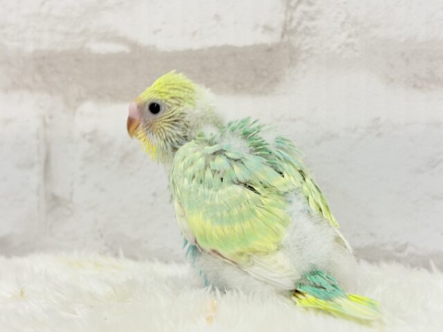 しゅわふわっ🫧わたあめ付きのメロンソーダ🐣🧃セキセイインコ(パステルカラーレインボー) ヒナ セキセイインコ