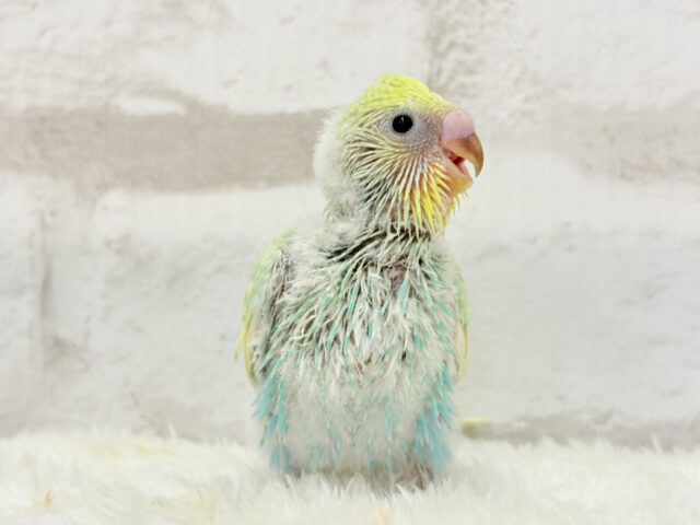 しゅわふわっ🫧わたあめ付きのメロンソーダ🐣🧃セキセイインコ(パステルカラーレインボー) ヒナ セキセイインコ