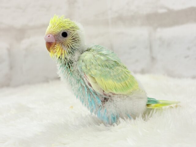 しゅわふわっ🫧わたあめ付きのメロンソーダ🐣🧃セキセイインコ(パステルカラーレインボー) ヒナ セキセイインコ