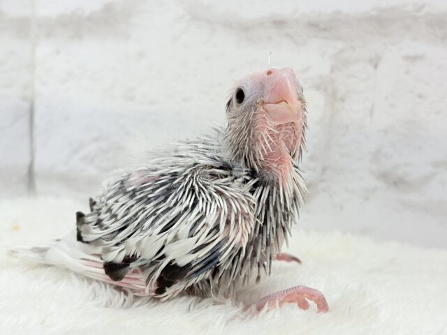 オカメインコ