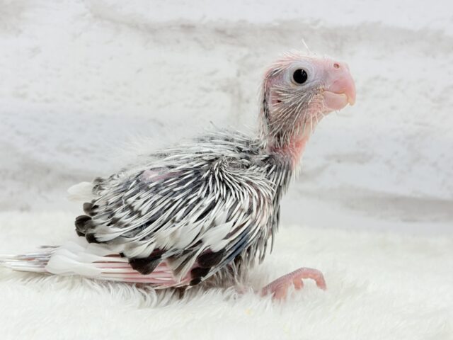 【最新画像更新🪄ひとり餌になりました☆】ぱやぱや♡ハゲタカみたい🐣🫧オカメインコ(WFパールパイド) ヒナ オカメインコ