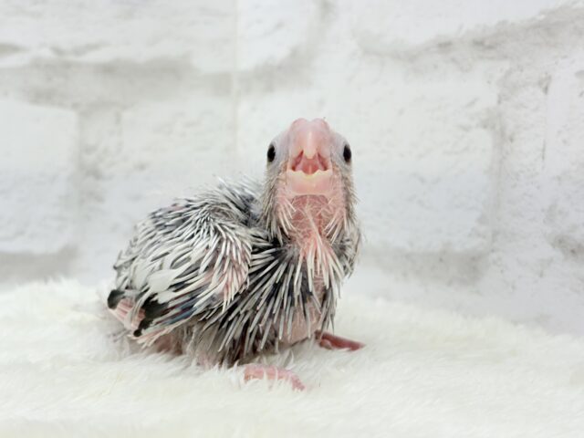 オカメインコ