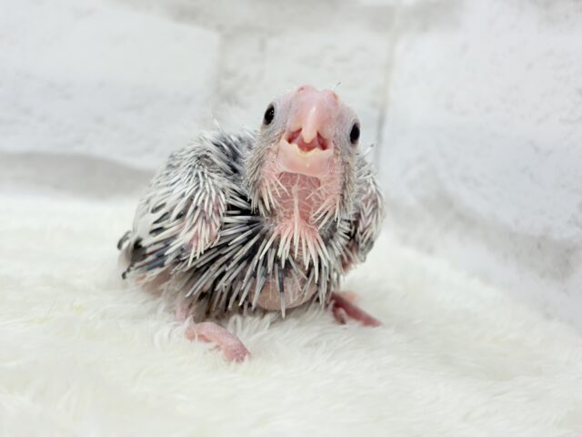 【最新画像更新🪄ひとり餌になりました☆】ぱやぱや♡ハゲタカみたい🐣🫧オカメインコ(WFパールパイド) ヒナ オカメインコ