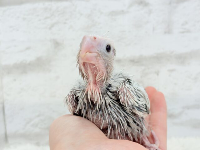 【最新画像更新🪄ひとり餌になりました☆】ぱやぱや♡ハゲタカみたい🐣🫧オカメインコ(WFパールパイド) ヒナ オカメインコ