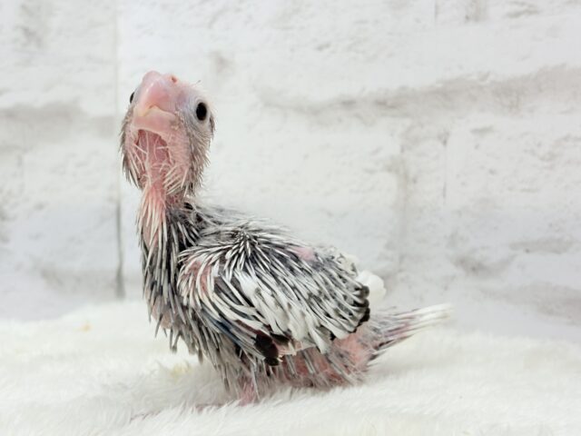 【最新画像更新🪄ひとり餌になりました☆】ぱやぱや♡ハゲタカみたい🐣🫧オカメインコ(WFパールパイド) ヒナ オカメインコ