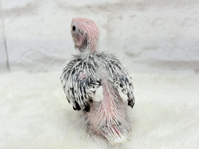 【最新画像更新🪄ひとり餌になりました☆】ぱやぱや♡ハゲタカみたい🐣🫧オカメインコ(WFパールパイド) ヒナ オカメインコ
