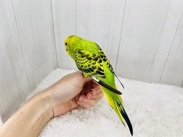 つぶらな瞳に吸い込まれる〜💓セキセイインコのヒナ(グリーンオパーリン)入荷しました❤️ セキセイインコ