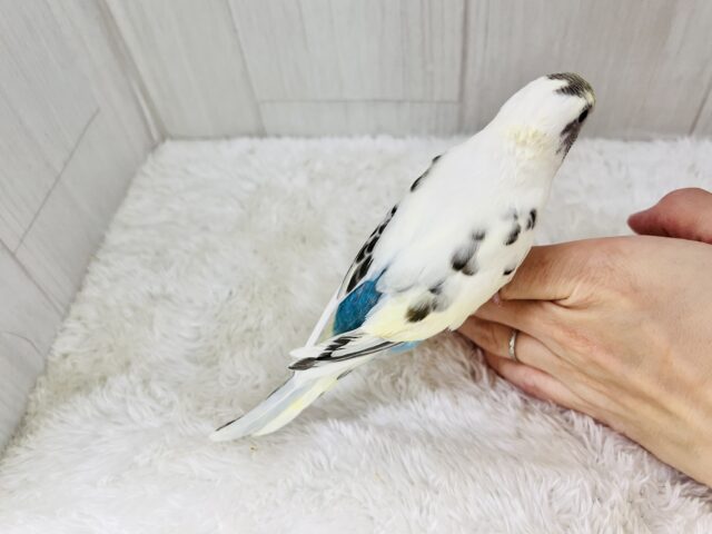 ふわふわ系☁️可愛いが溢れる〜🌈セキセイインコのヒナ(4色ハルクイン)❤️ セキセイインコ