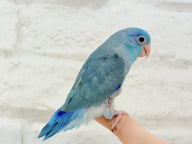 マメルリハ