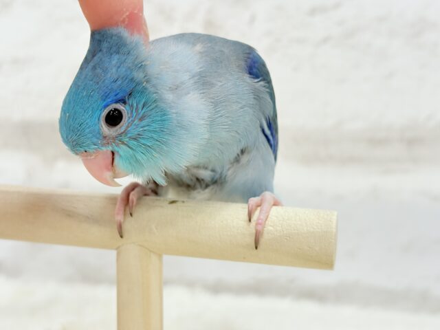 マメルリハ