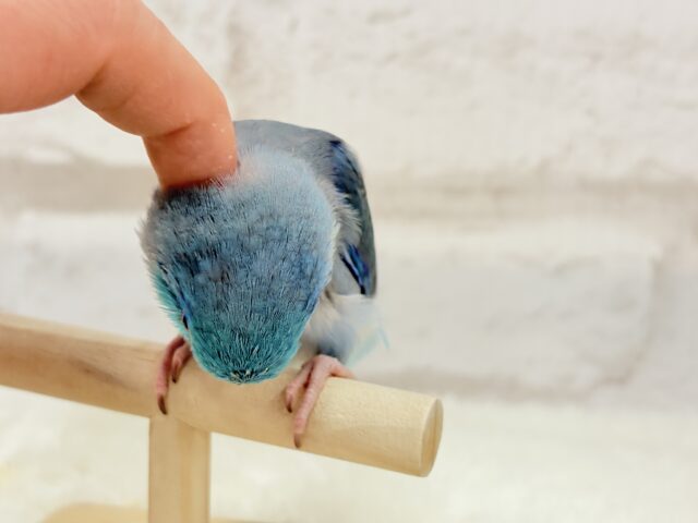 マメルリハ