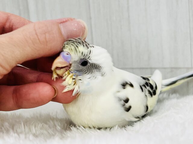 ふわふわ系☁️可愛いが溢れる〜🌈セキセイインコのヒナ(4色ハルクイン)❤️ セキセイインコ