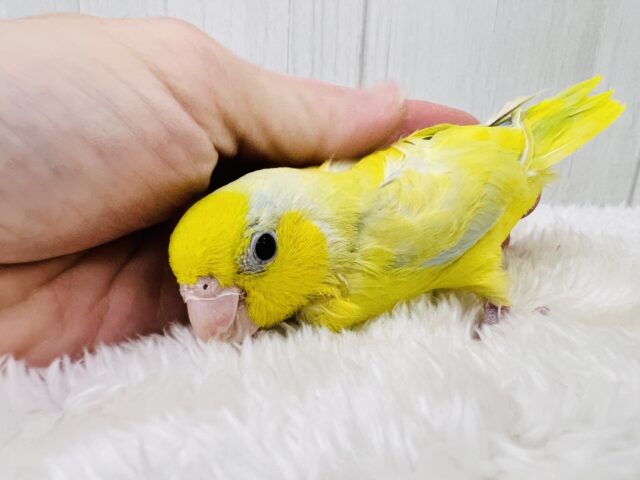 マメルリハ