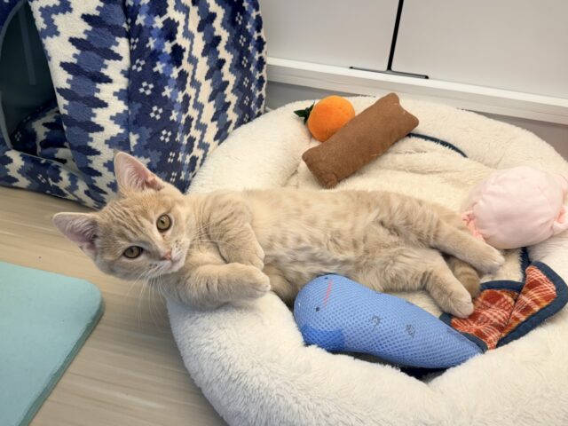 メロメロ注意❣️やんちゃなベタ慣れ君💗短足🐾マンチカンの男のコきました💫 マンチカン