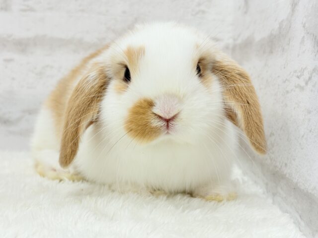 【動画更新🪄】ツインテールが似合ってる🐰💖ロップイヤーラビット(ブロークン)女の子 ロップイヤーラビット