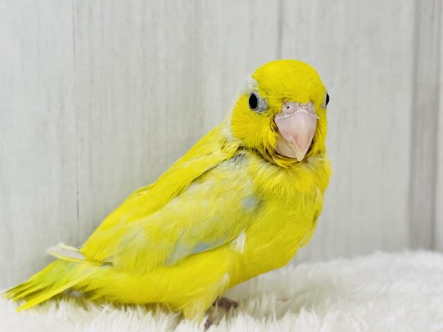 マメルリハ