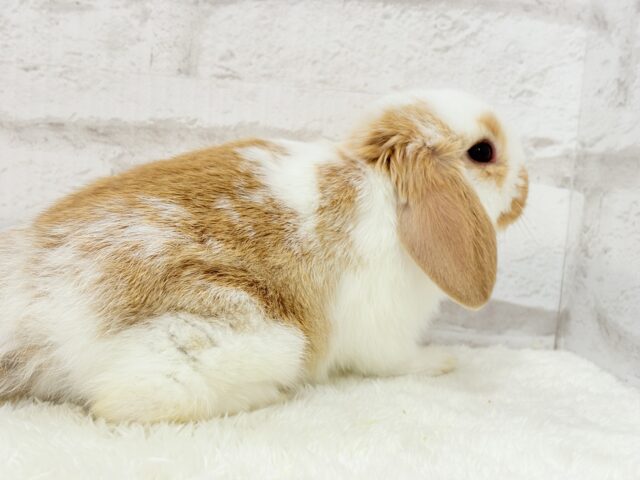 【動画更新🪄】ツインテールが似合ってる🐰💖ロップイヤーラビット(ブロークン)女の子 ロップイヤーラビット