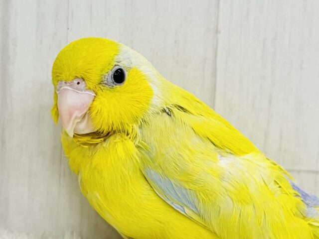 マメルリハ