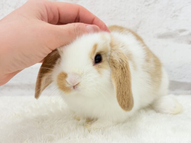【動画更新🪄】ツインテールが似合ってる🐰💖ロップイヤーラビット(ブロークン)女の子 ロップイヤーラビット