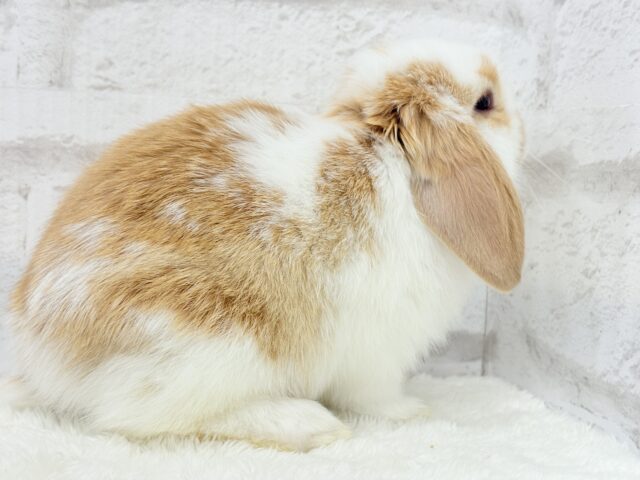 【動画更新🪄】ツインテールが似合ってる🐰💖ロップイヤーラビット(ブロークン)女の子 ロップイヤーラビット