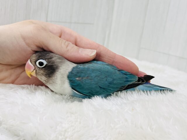 愛が重い〜の🏹ボタンインコ(ブルー)❤️ ボタンインコ