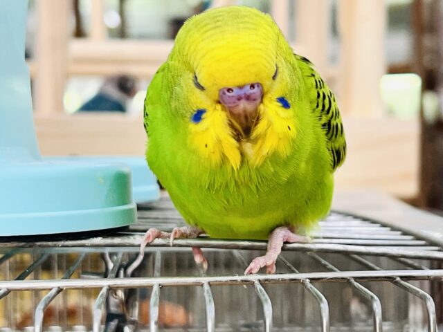 つぶらな瞳に吸い込まれる〜💓セキセイインコのヒナ(グリーンオパーリン)入荷しました❤️ セキセイインコ