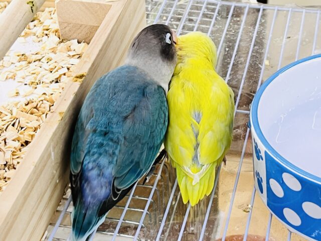 マメルリハ