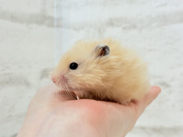 ふわふわさらさら🫧サテンハムスター(アプリコット) 男の子 ゴールデンハムスター