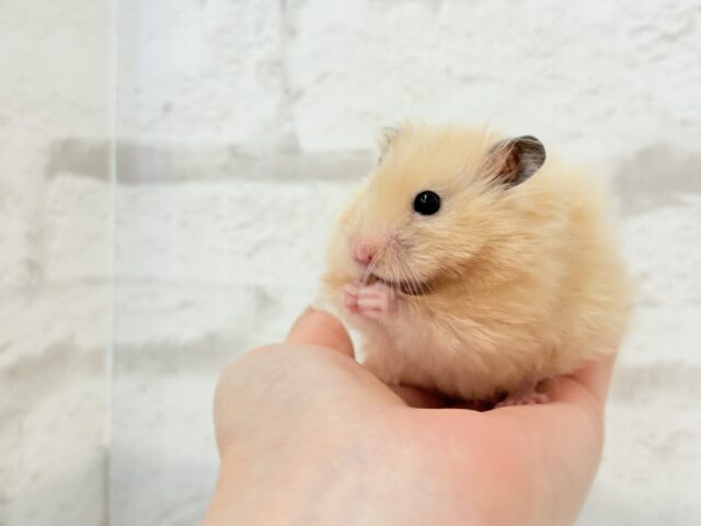 ふわふわさらさら🫧サテンハムスター(アプリコット) 男の子 ゴールデンハムスター