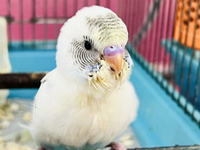 ふわふわ系☁️可愛いが溢れる〜🌈セキセイインコのヒナ(4色ハルクイン)❤️ セキセイインコ