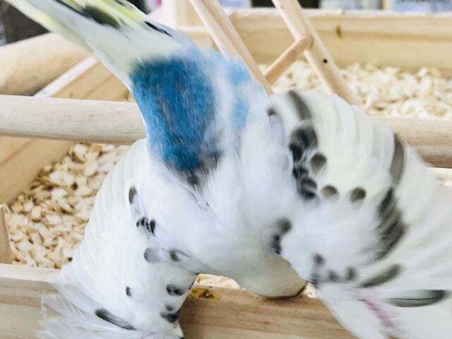 ふわふわ系☁️可愛いが溢れる〜🌈セキセイインコのヒナ(4色ハルクイン)❤️ セキセイインコ