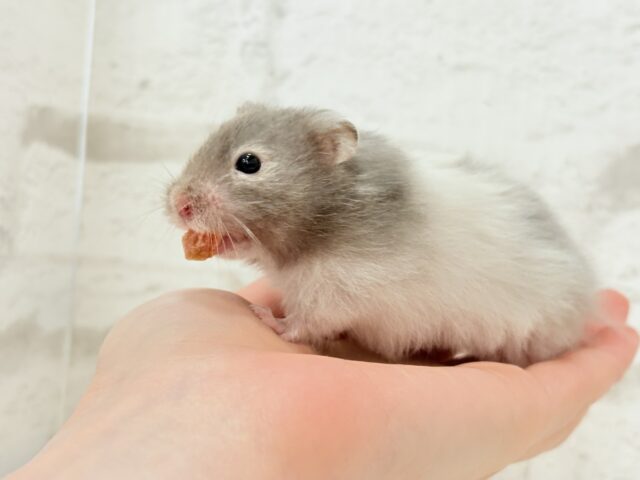 【最新画像更新🪄】土浴び大好き♡食いしん坊♡セーブルハムスター(男の子) ゴールデンハムスター