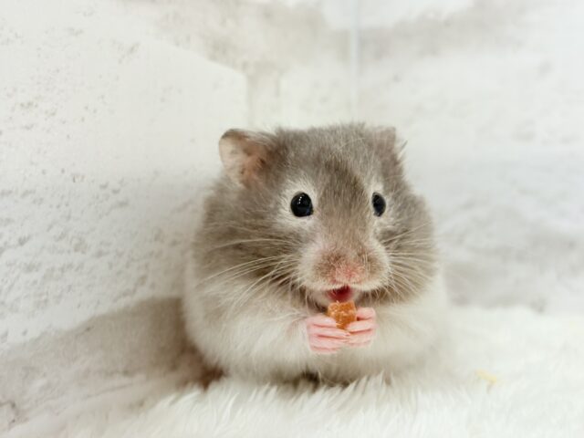 【最新画像更新🪄】土浴び大好き♡食いしん坊♡セーブルハムスター(男の子) ゴールデンハムスター
